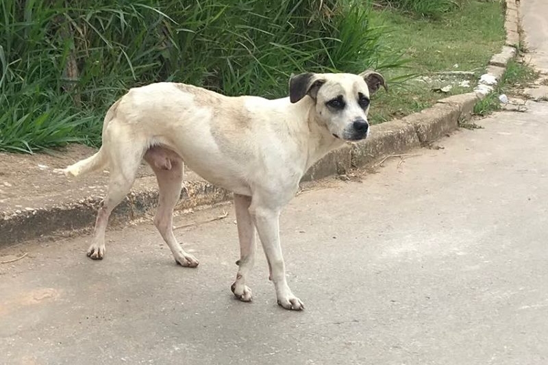 Lei que dispõe sobre maus-tratos contra animais é sancionada em Mariana